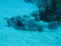 eg_086_hurghada_banana_reef_A