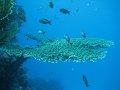 eg_091_hurghada_banana_reef_A