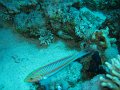 eg_136_sharm_el_sheikh_gordon_reef_A