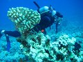 eg_137_sharm_el_sheikh_gordon_reef_A