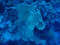 eg_166_sharm_el_sheikh_woodhouse_reef_A