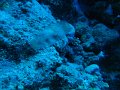 eg_167_sharm_el_sheikh_woodhouse_reef_A