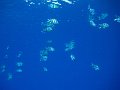 eg_172_sharm_el_sheikh_woodhouse_reef_A