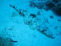 eg_231_sharm_el_sheikh_shark_en_yolanda_reef_A