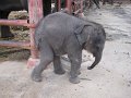 th_403_ayutthaya_olifanten_opvang_A