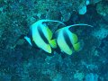 eg_070_hurghada_abu_ramada_eiland_A