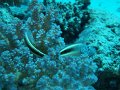 eg_081_hurghada_abu_ramada_eiland_A