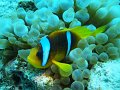 eg_084_hurghada_abu_ramada_eiland_A