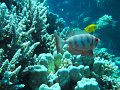 eg_091_hurghada_abu_ramada_eiland_A