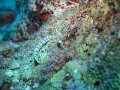 eg_134_hurghada_eru_giftun_A