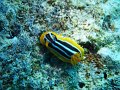 eg_135_hurghada_eru_giftun_A