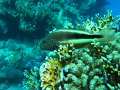 eg_137_hurghada_eru_giftun_A