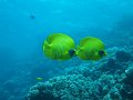 eg_152_hurghada_malag_disha_A