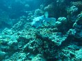 eg_180_hurghada_ras_disha_A