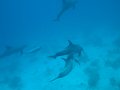 eg_213_hurghada_gotha_el_arc_A