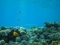 eg_247_hurghada_ereck_falata_A